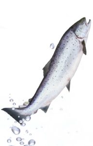Seafood - Norwegian - VAP Salmon - Salmon fillet - Fresh Salmon - Salmon Portions - Nasdaq - Farmed Salmon - Global gap
